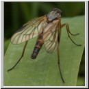 Rhagio sp - Schnepfenfliege 01b.jpg